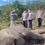 Anak Gajah Sumatera Ditemukan Tewas