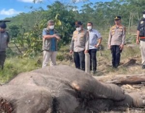 Anak Gajah Sumatera Ditemukan Tewas
