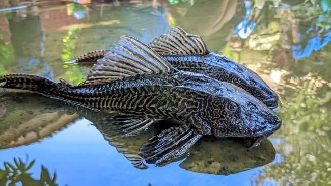 MUI Soroti Penguburan Ikan Sapu-sapu di Jakarta, Dinilai Kurang Tepat