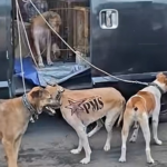 Lalai Lepas Anjing Pemburu di Hutan Jasinga hingga Tewaskan Bocah, Pria Jakarta Jadi Tersangka