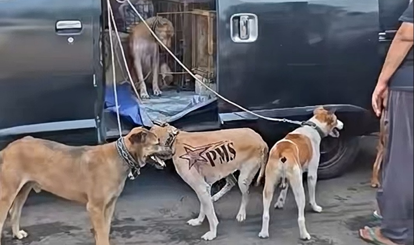 Lalai Lepas Anjing Pemburu di Hutan Jasinga hingga Tewaskan Bocah, Pria Jakarta Jadi Tersangka